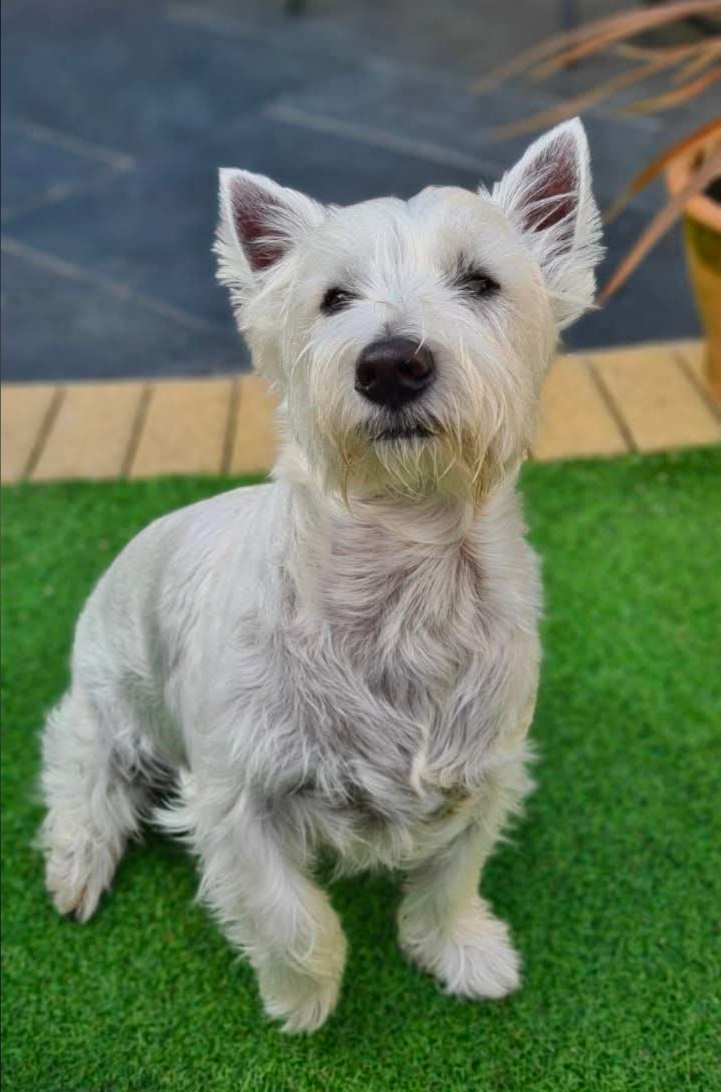 Harry the dog
